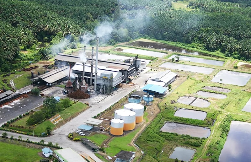Palm Oil Image