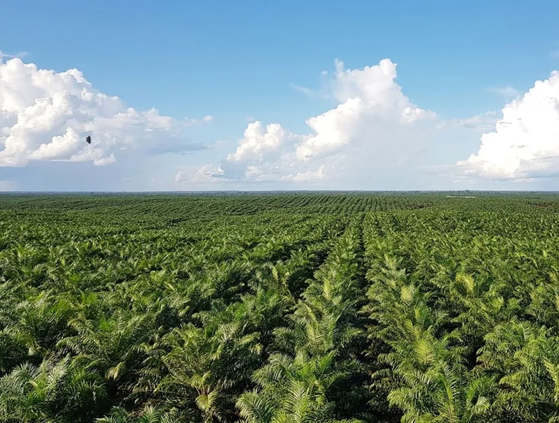 Palm Oil Image